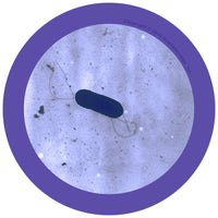 Giant Microbes Original Listeria - Planet Microbe