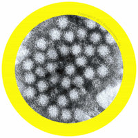 Giant Microbes Norovirus - Planet Microbe