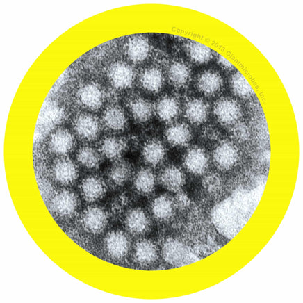 Giant Microbes Norovirus - Planet Microbe