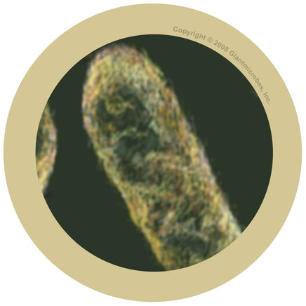 Giant Microbes Stomach Ache Shigella - Planet Microbe