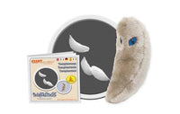 Giant Microbes Toxoplasmosis - Planet Microbe