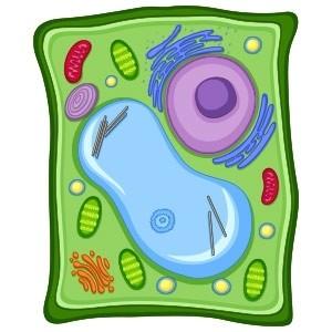 Giant Microbes Original Plant Cell| Planet Microbe