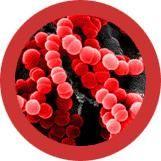 Giantmicrobes Original Sore Throat (Streptococcus) - Planet Microbe