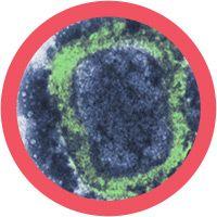 Giant Microbes Original Smallpox Variola Virus - Planet Microbe